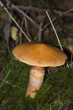 Image of Suillus grevillei (Klotzsch) Singer 1945