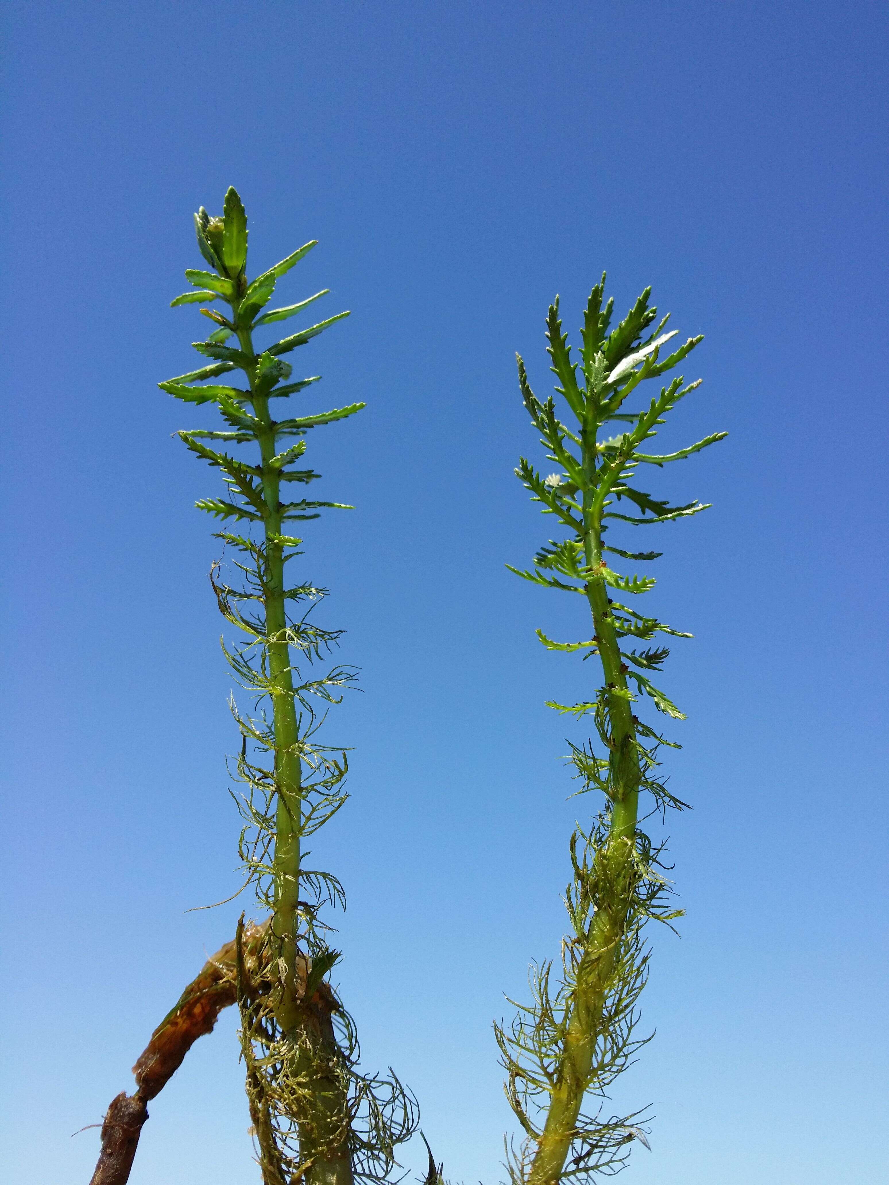 Image of twoleaf watermilfoil