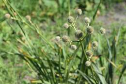 Imagem de Eryngium yuccifolium Michx.