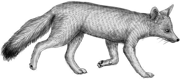 Image of Lycalopex gymnocercus