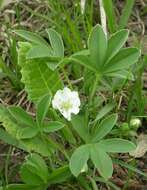 Image of White Cinquefoil