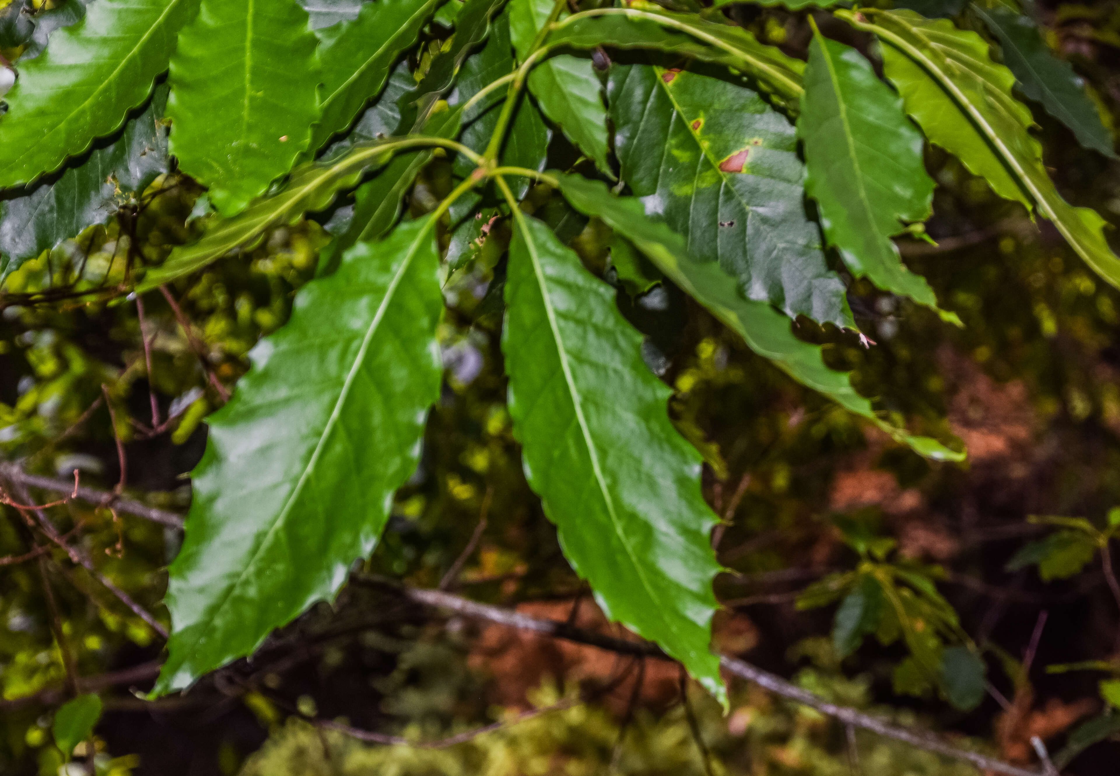 Imagem de Quercus xalapensis Bonpl.