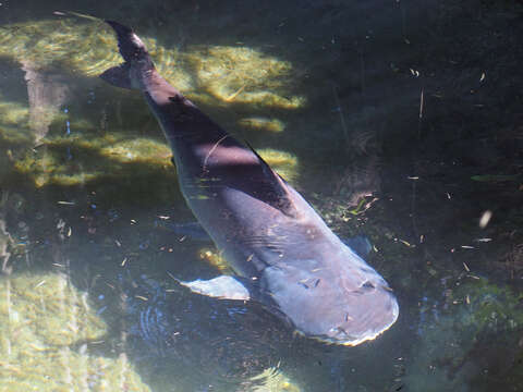 Image of Giant Pangasius