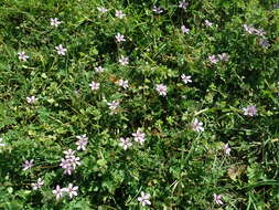 Image of Common Stork's-bill