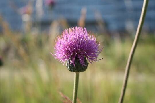 Image de Cirsium tuberosum (L.) All.