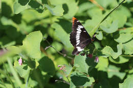 Image of Lorquin's Admiral