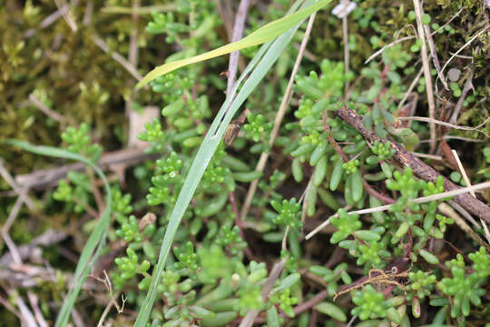 Image of White Stonecrop