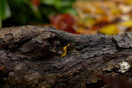 Image of Calocera cornea (Batsch) Fr. 1827