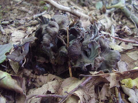 Cantharellus cinereus (Pers.) Fr. 1821 resmi