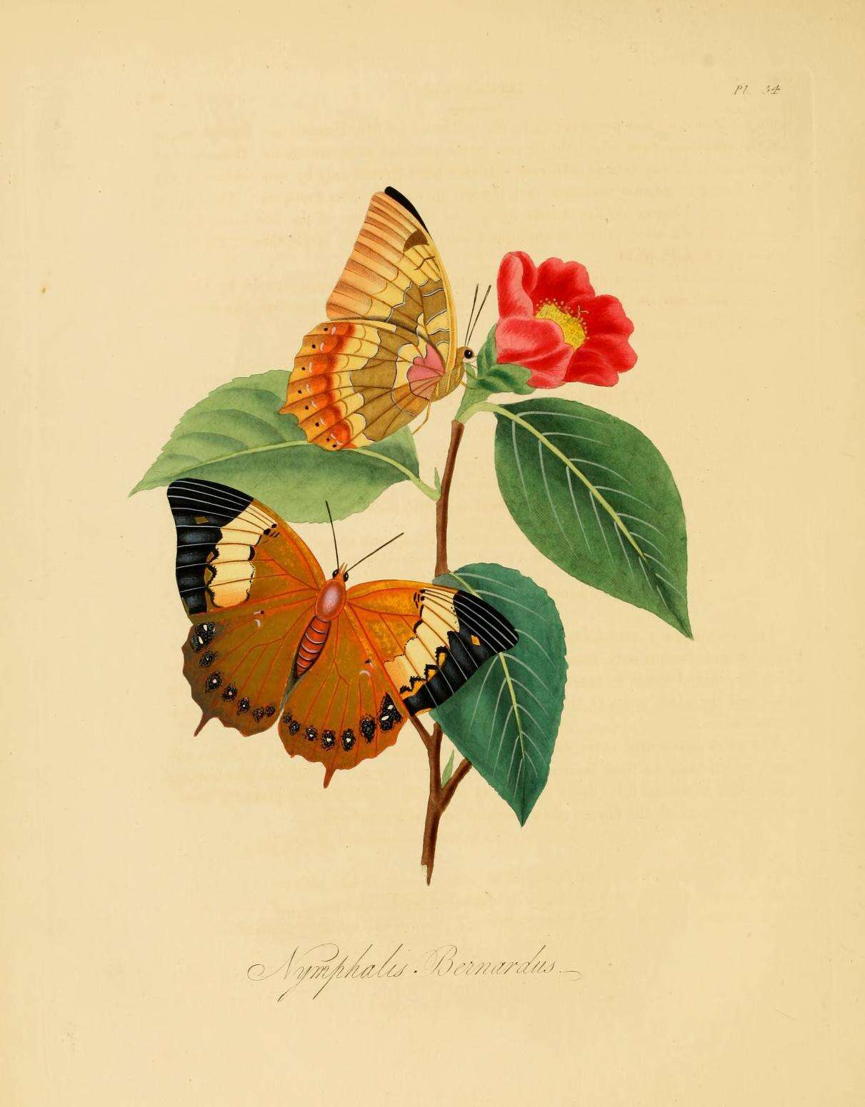 Imagem de Charaxes bernardus Fabricius 1793