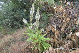 Lobelia nicotianifolia Roth resmi