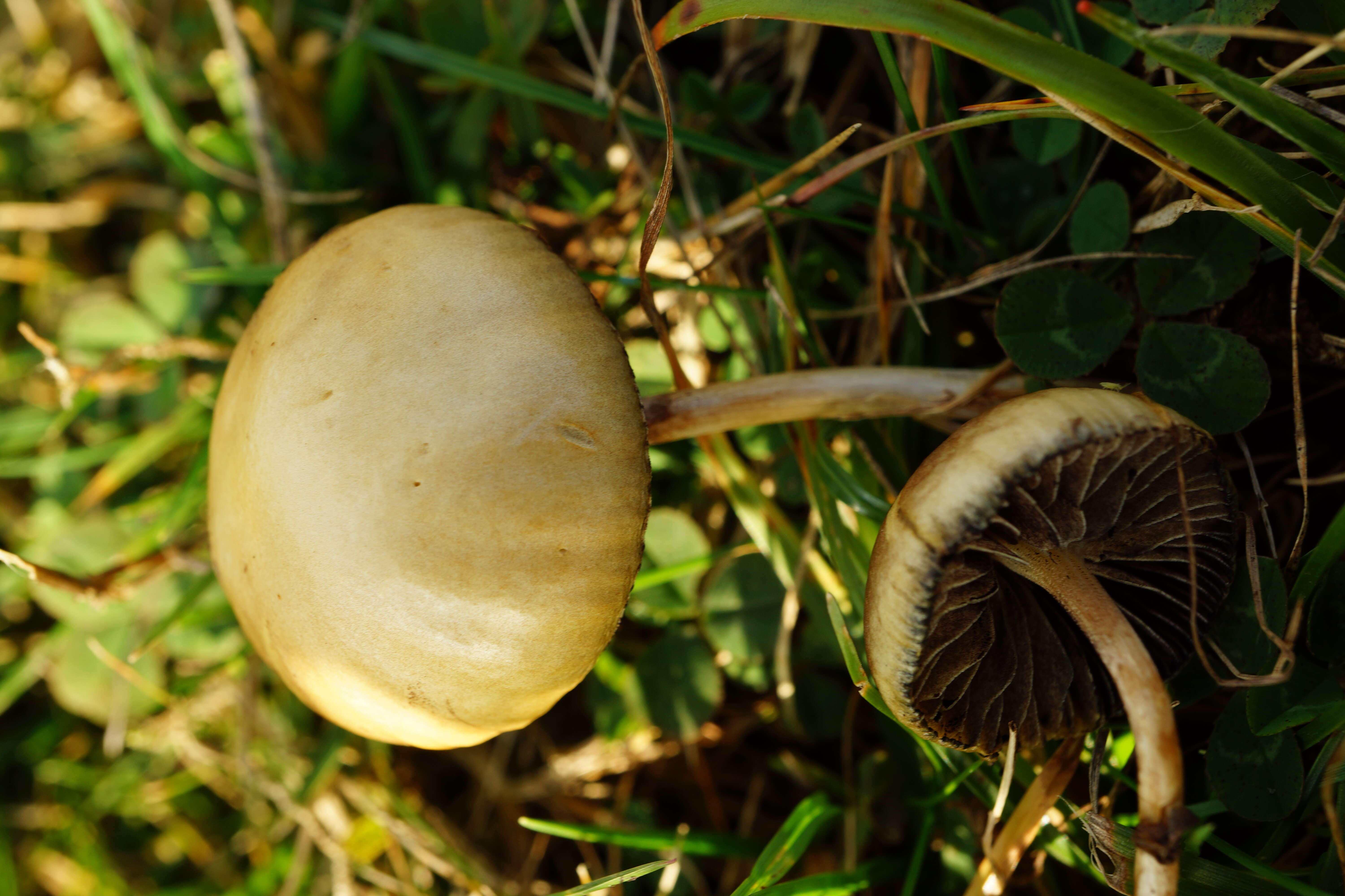 صورة Protostropharia semiglobata (Batsch) Redhead, Moncalvo & Vilgalys 2013