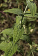 Image of Hypericum lanuginosum Lam.