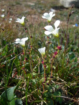 Plancia ëd Saxifraga cernua L.