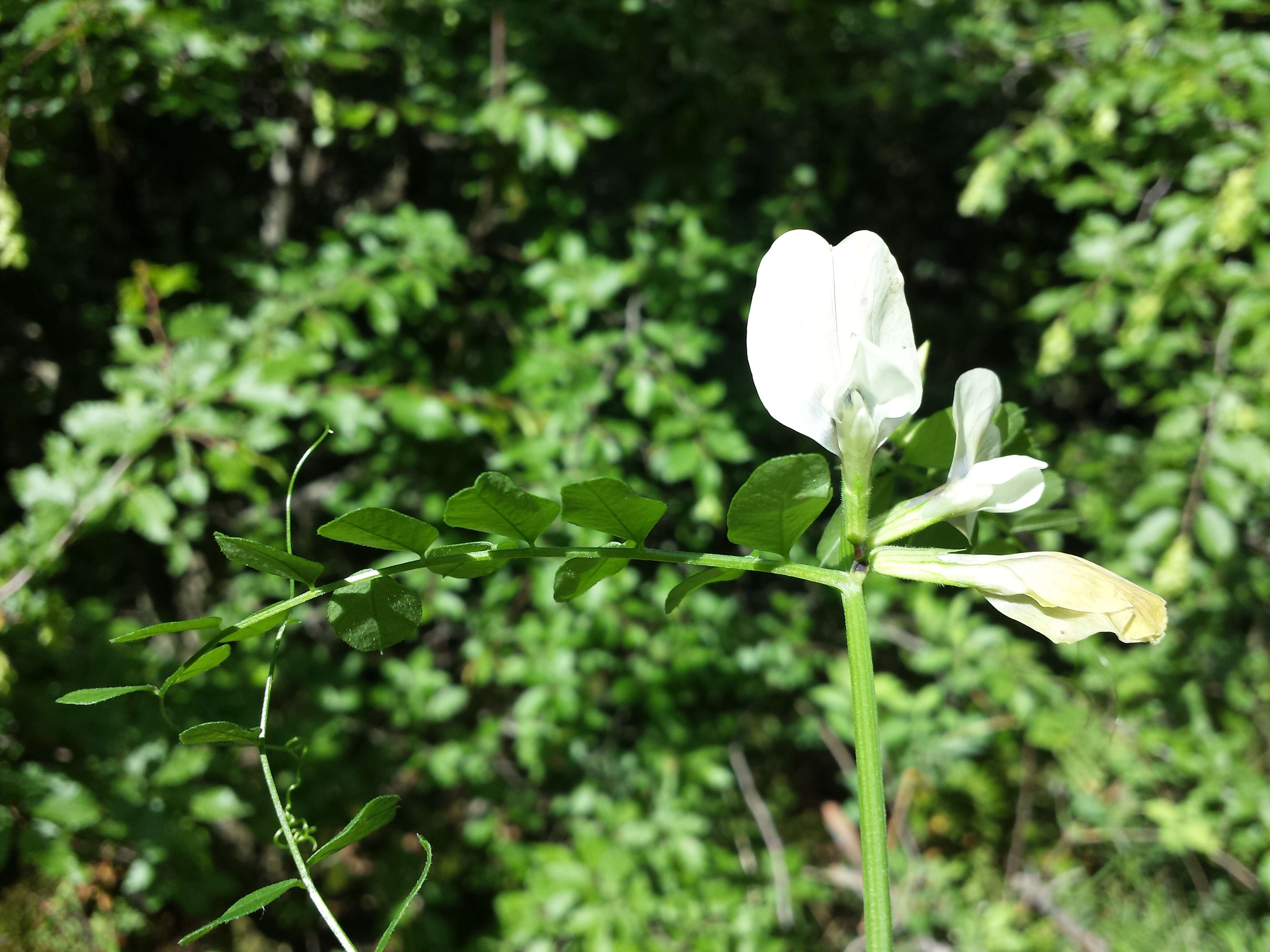 Слика од Vicia grandiflora Scop.