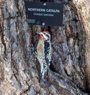 Image of Sapsucker