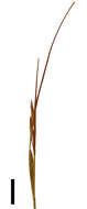 Image of bog-rush