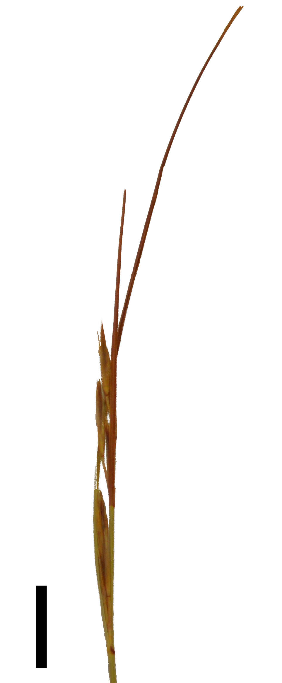 Image of bog-rush