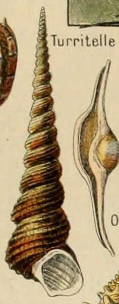Image of Turritella Lamarck 1799