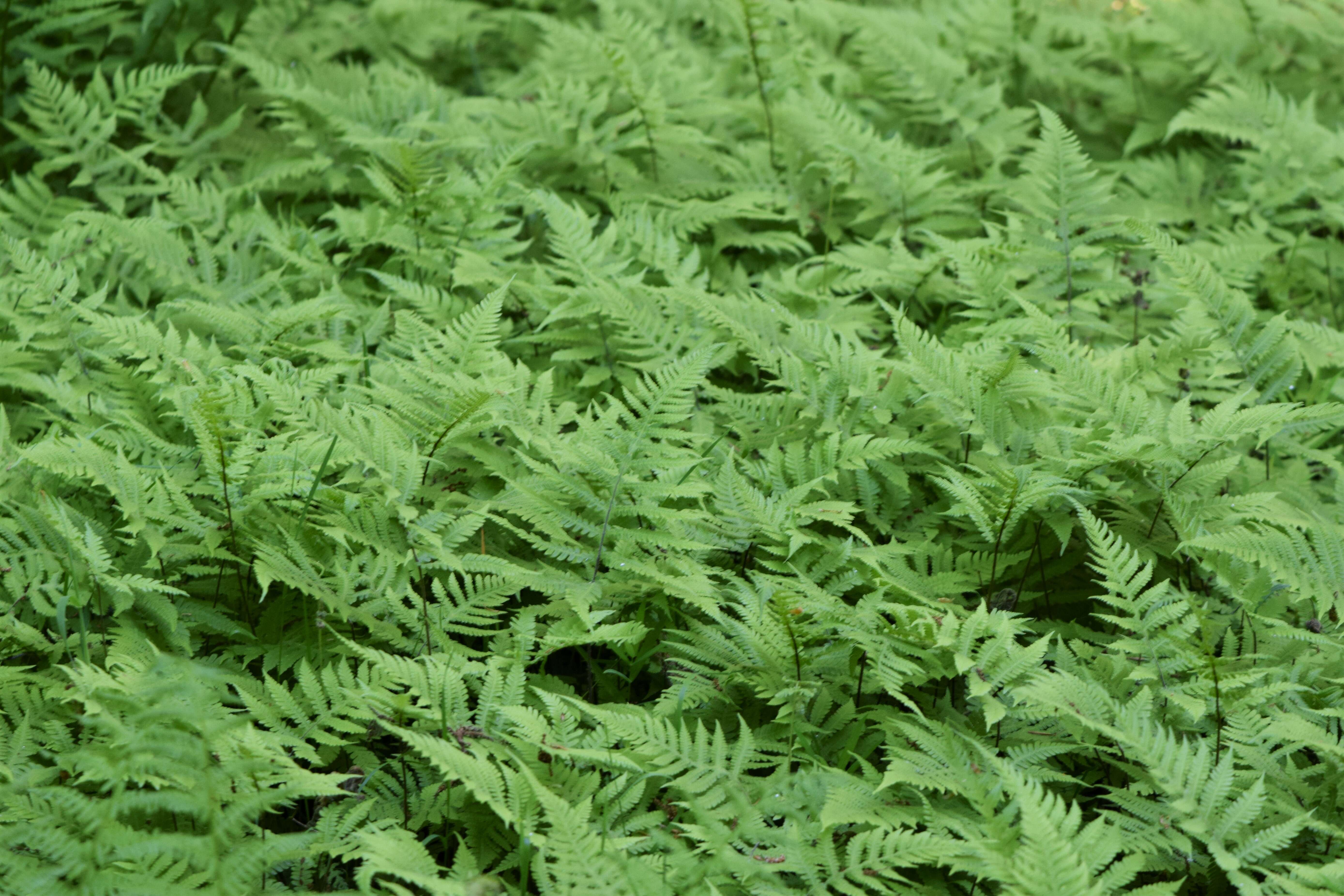 Image of Beech Fern