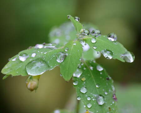 Image of jewelweed