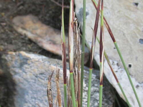 Image of bog-rush