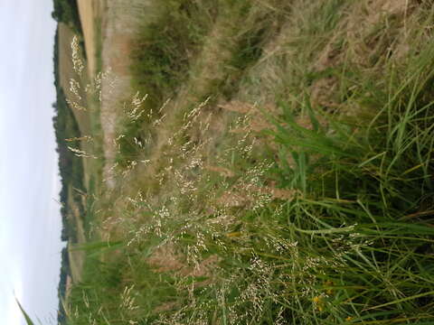 Image of Tufted Hair-grass