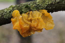 Image of Witches butter