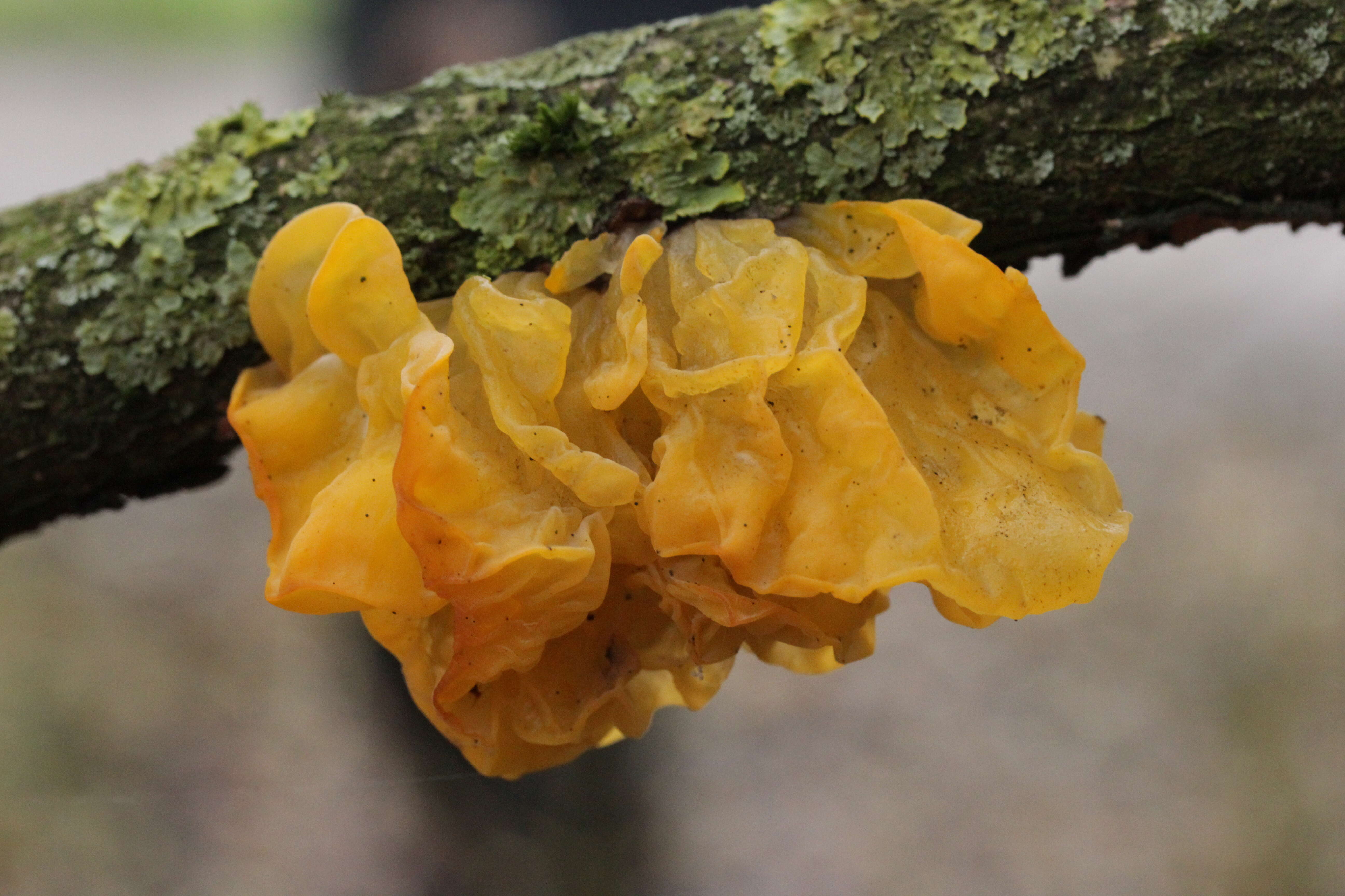 Image of Witches butter