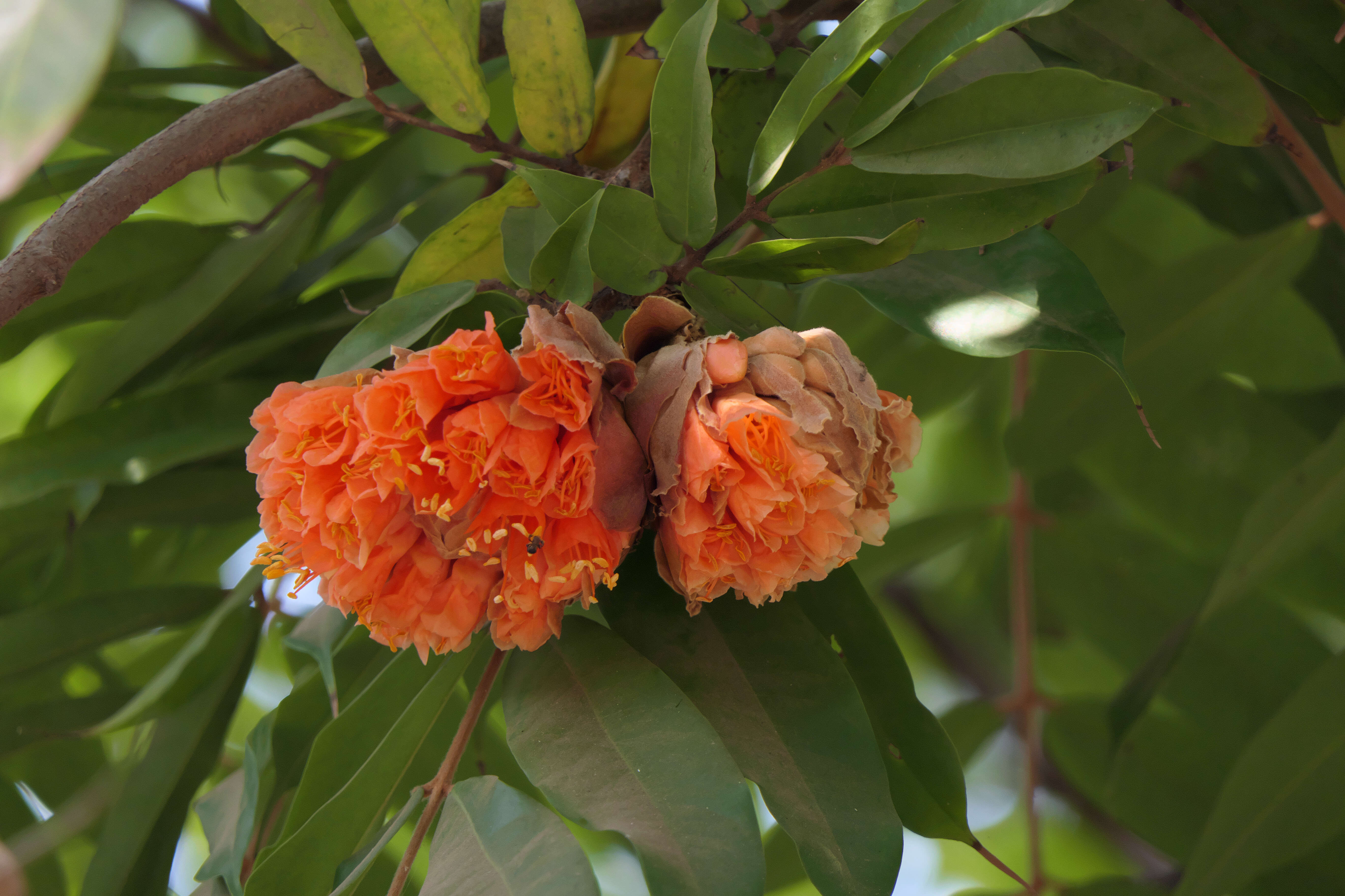 Image de Brownea coccinea Jacq.