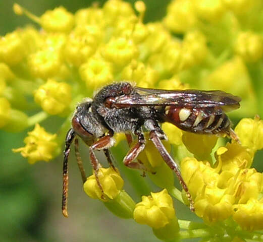 Image of Nomada articulata Smith 1854