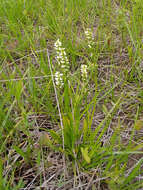 Image of Shining Ladies'-Tresses