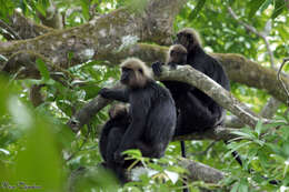 Image of Black Leaf Monkey