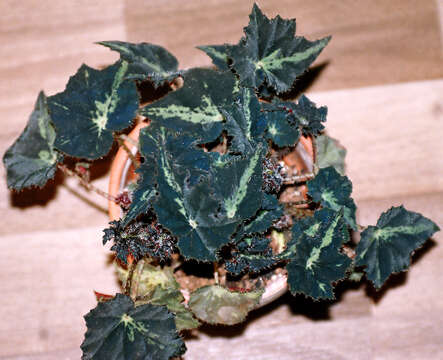 Image of Begonia bowerae Ziesenh.