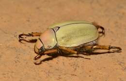 Image of goldsmith beetle