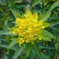 Image of Marsh Spurge