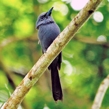 Image of Blue Paradise Flycatcher