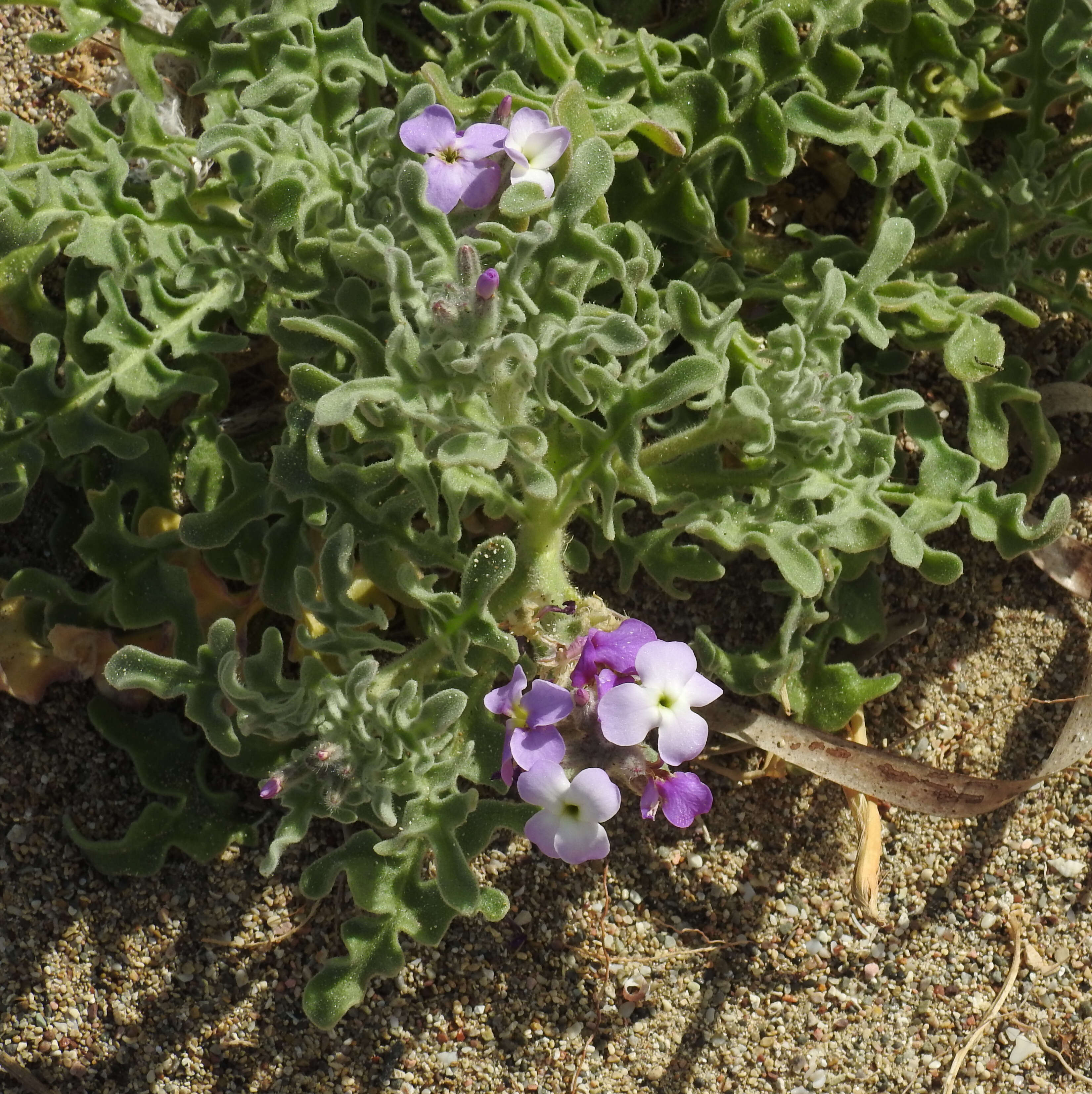 Image of Matthiola tricuspidata (L.) W. T. Aiton