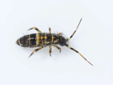 Image of hairy-back girdled springtail