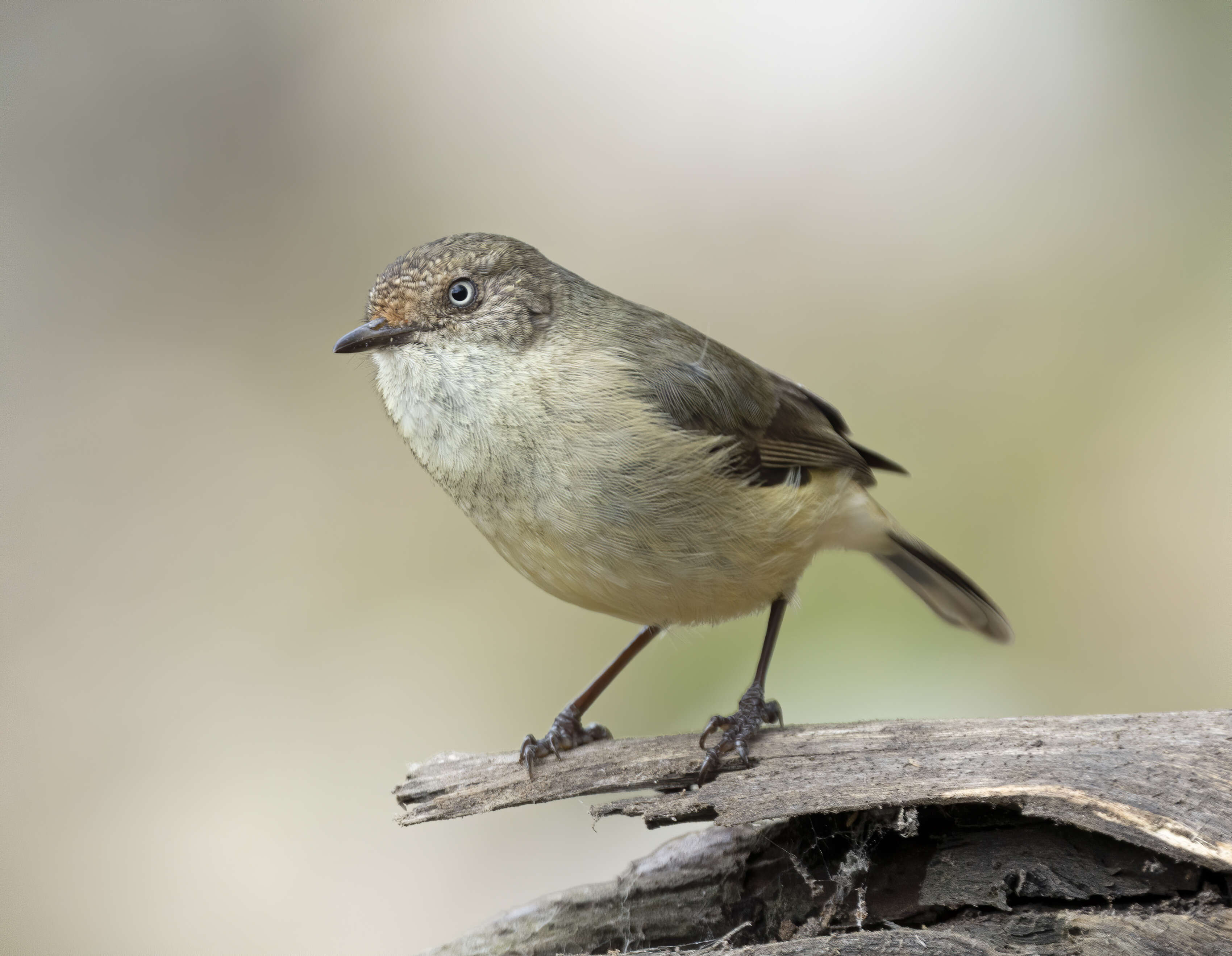 Image of Buff-rumped Thornbill