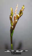 Image of Carex ornithopoda Willd.