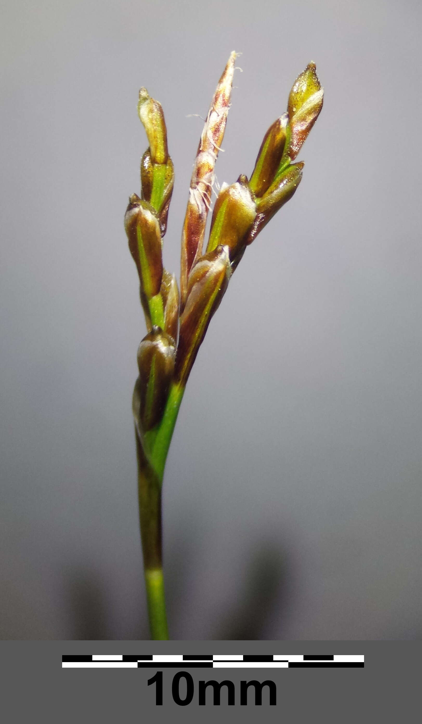 Image of Carex ornithopoda Willd.