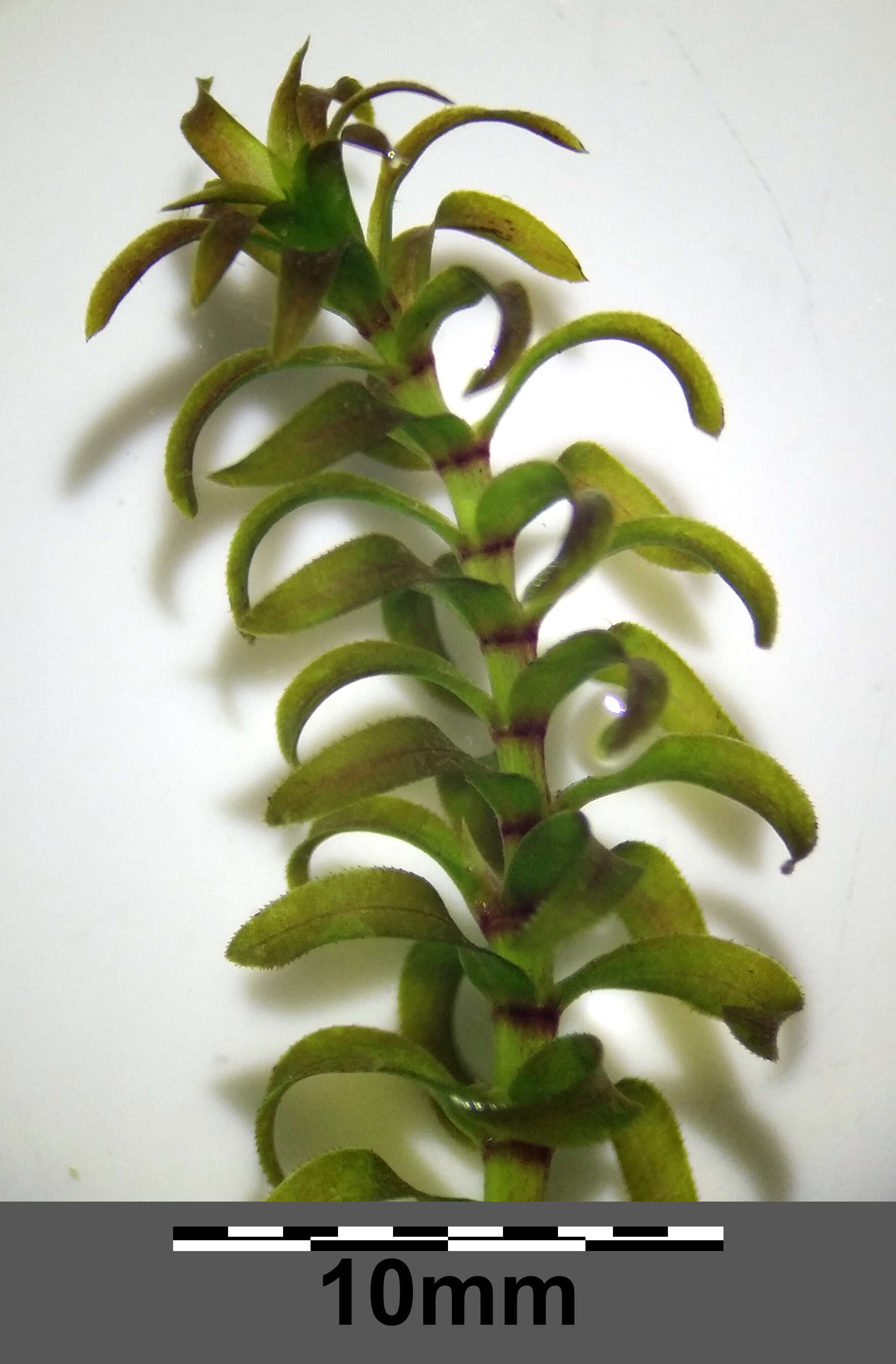 Image of western waterweed