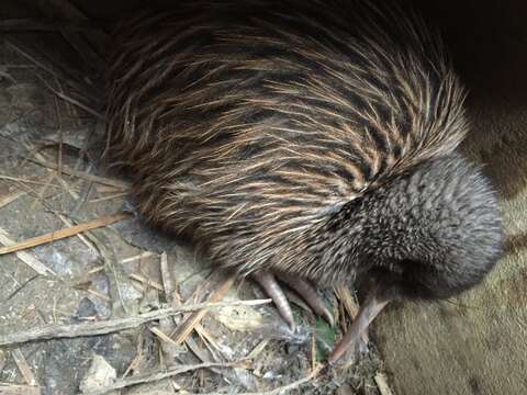 Image of Okarito Brown Kiwi