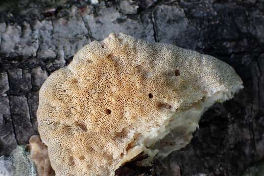 Trametes hirsuta (Wulfen) Lloyd 1924 resmi