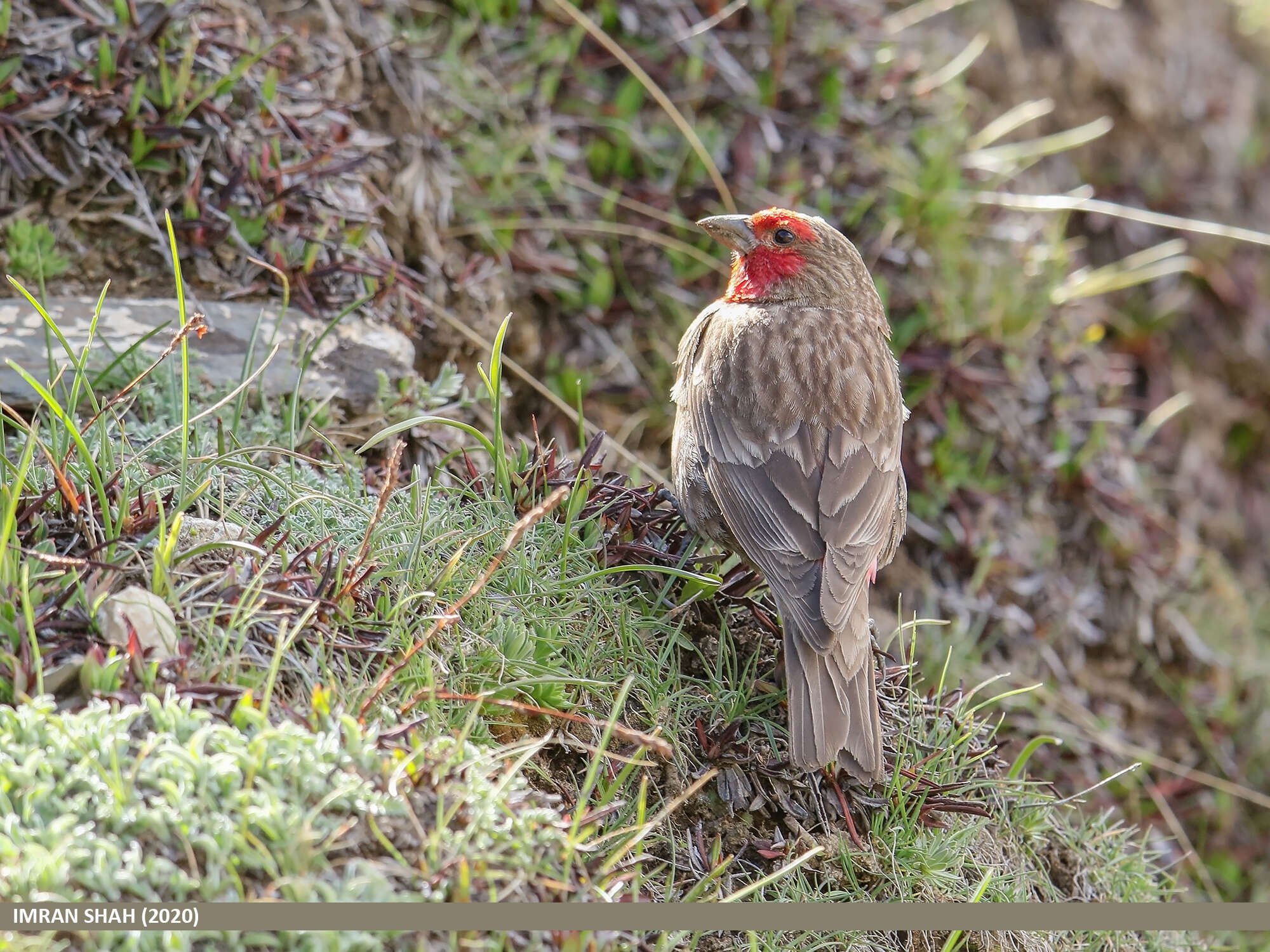 Image of Red-fronted Rosefinch