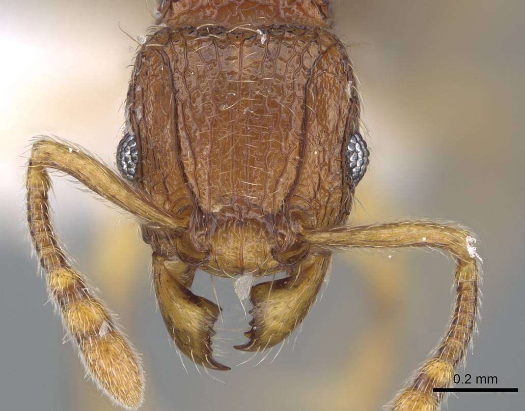 Image of Tetramorium