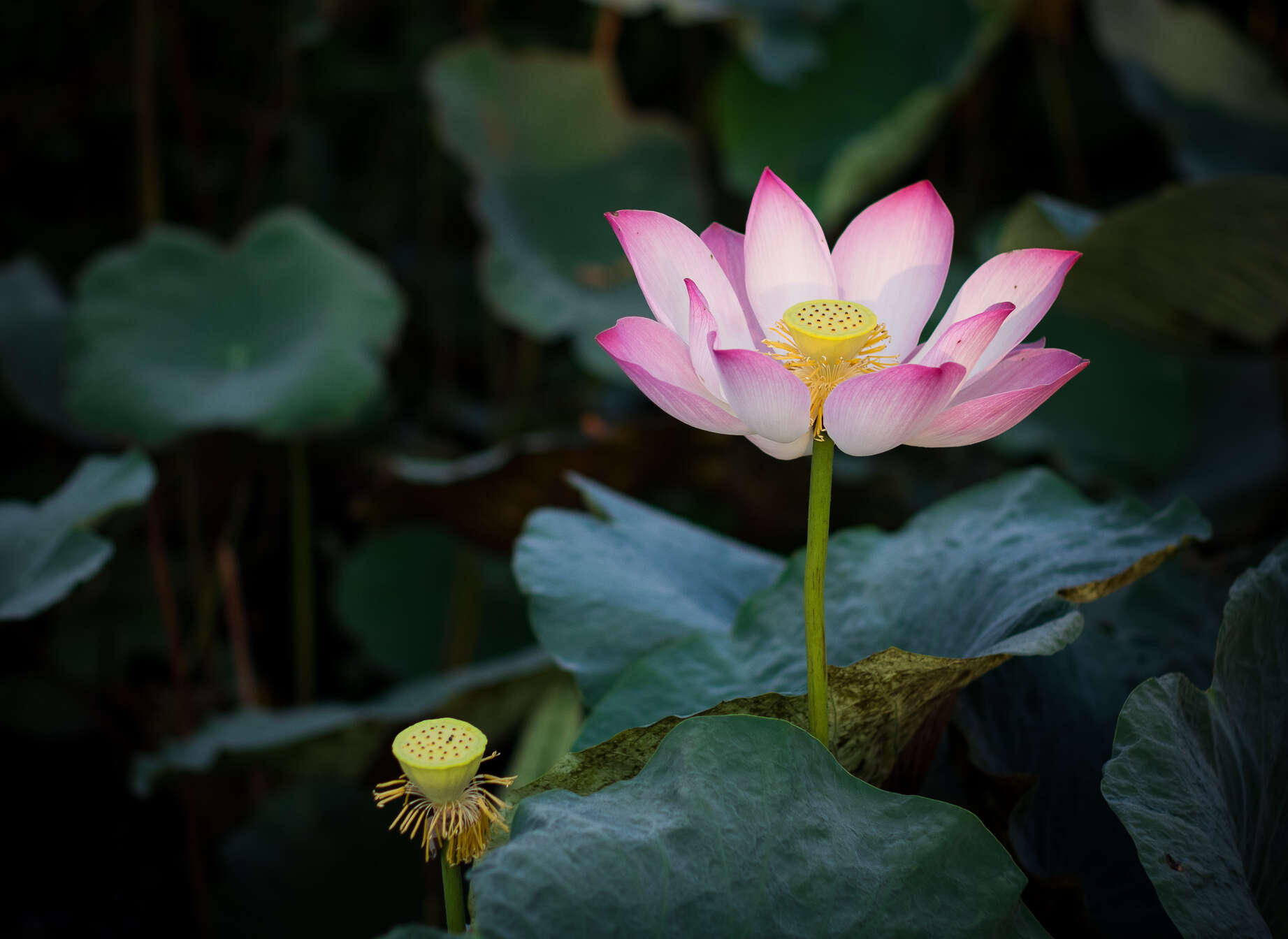 Image of sacred lotus