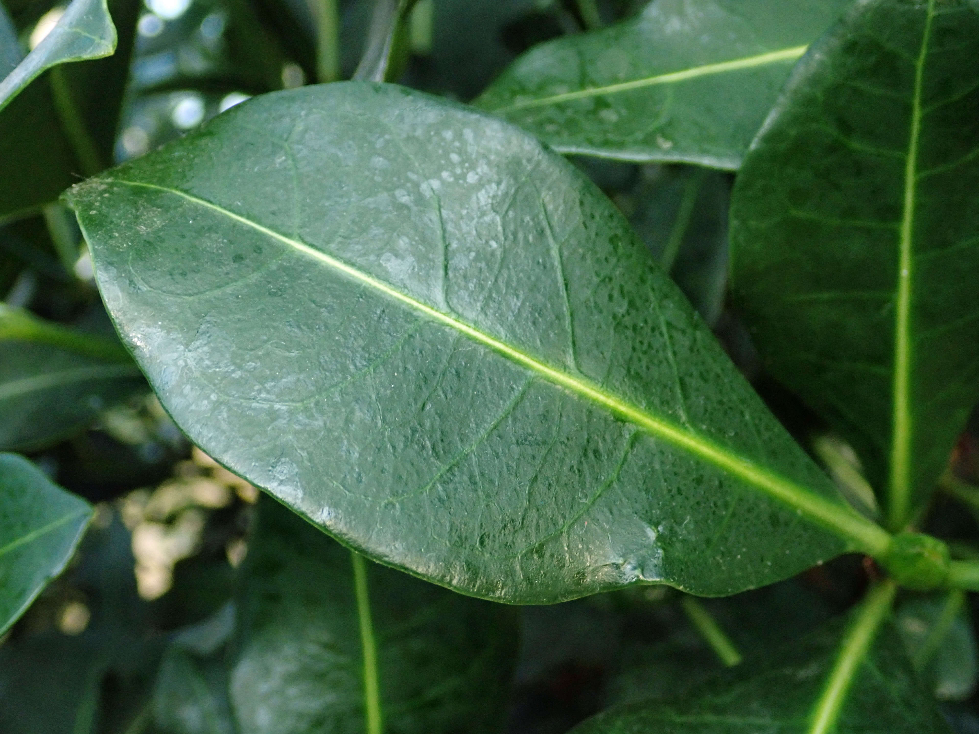 Plancia ëd Psychotria capensis (Eckl.) Vatke