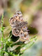 Image of Mallow Skipper